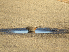 Curruca subcoerulea subcoerulea