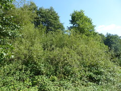 Salix × multinervis