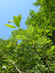 Salix × multinervis