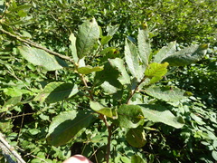 Salix × multinervis