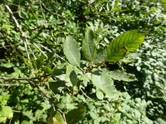 Salix × multinervis