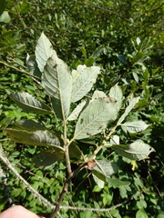 Salix × multinervis