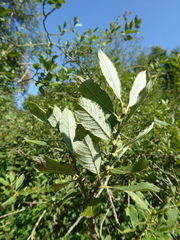 Salix × multinervis