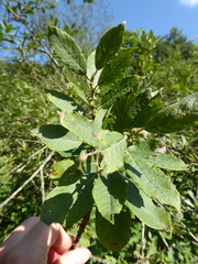 Salix × multinervis