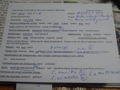 Salix × multinervis