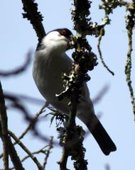 Dryoscopus cubla cubla