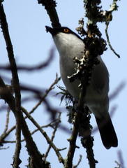 Dryoscopus cubla cubla