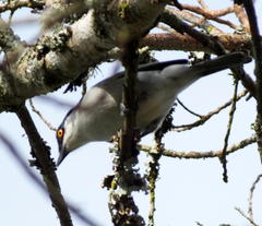 Dryoscopus cubla cubla