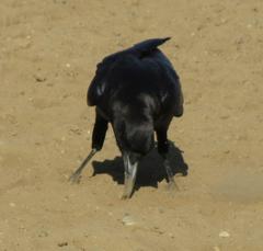 Corvus capensis capensis