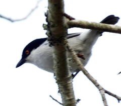 Dryoscopus cubla cubla