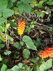 Arum maculatum