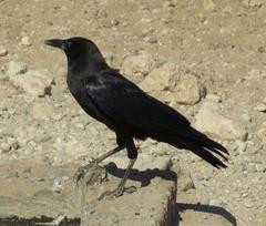 Corvus capensis capensis