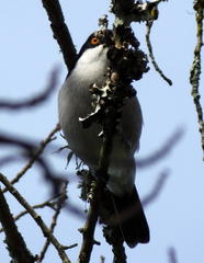 Dryoscopus cubla cubla