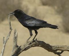 Corvus capensis capensis