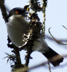 Dryoscopus cubla cubla