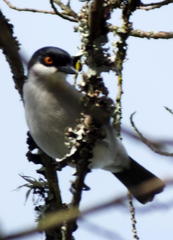 Dryoscopus cubla cubla