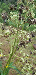Senecio sennikovii