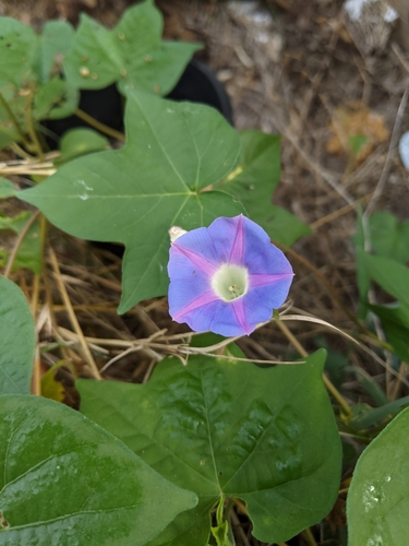 Ipomoea hederacea iNat (3)