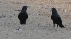 Corvus capensis capensis