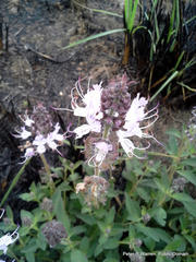 Ocimum obovatum
