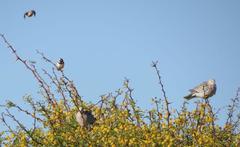 Streptopelia capicola damarensis