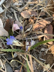 Blepharis subvolubilis