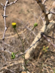 Felicia mossamedensis