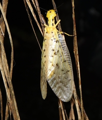 Nevromus austroindicus