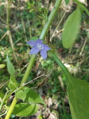 Campanulastrum americanum