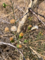 Felicia mossamedensis