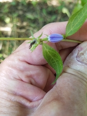 Campanulastrum americanum