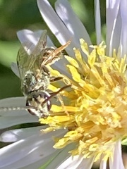 Lasioglossum zephyrus