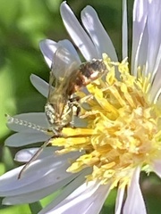 Lasioglossum zephyrus