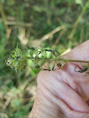 Campanulastrum americanum