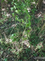 Campanulastrum americanum
