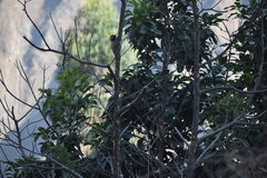 Colaptes atricollis