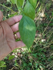 Campanulastrum americanum