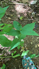 Spigelia marilandica