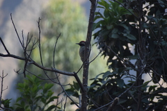 Colaptes atricollis