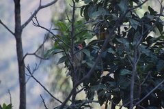 Colaptes atricollis