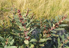 Myrica