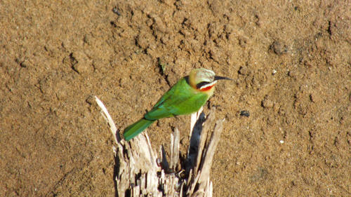 Merops bullockoides