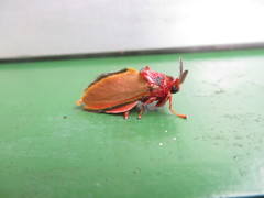 Edebessa purens