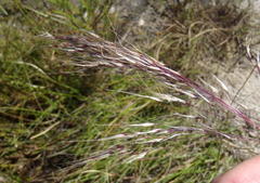 Pentameris macrocalycina