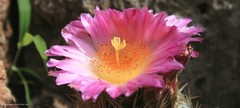 Thelocactus hastifer
