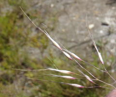 Pentameris macrocalycina