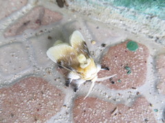 Megalopyge xanthopasa