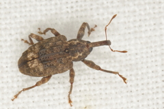 Conotrachelus elegans