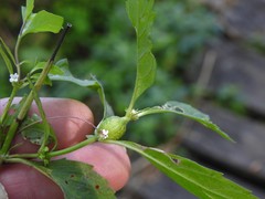 Neolasioptera lycopi