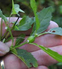 Neolasioptera lycopi